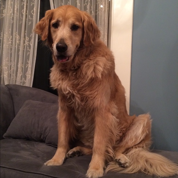 Meet your Posher, Naomi - Picture 2 of 3